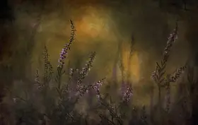 Linden, van Jan: Erica festival