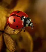Coenders, Chris: Red Ladybug
