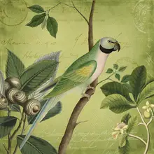 Haase, Andrea: Bird Paradise Garden