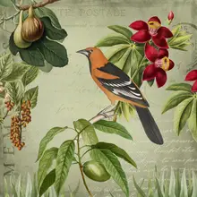 Haase, Andrea: Vintage Birds