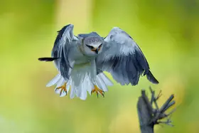 Lam, Gavin: Black-winged Kite