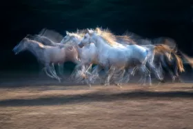 Malovrh, Milan: Gallop