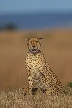 Bhatia, Yogesh: Cheetah