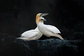 Engström, Erik: We two