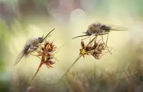 Barriuso, Carlos: Bombylius