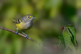 Xu, Jian: White eyed vireo