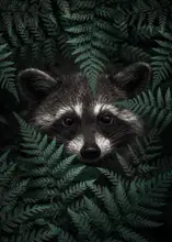 Barizi, Al: Raccoon In The Forest