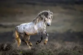 Verdon: Mustang, Wild Horse / Equus ferus caballus