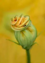 Velzen, van Monique: Zucchini flower with ant