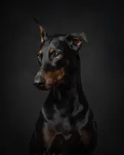 Nick, Noa: Dobermann portrait by Noa Nick