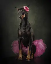 Nick, Noa: Balerina