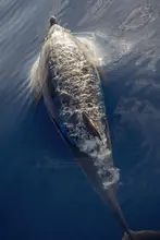 Izzotti, Andrea: Wrapped dolphin