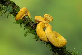 Zygmunt, Milan: Eyelash viper