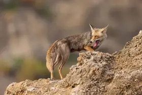 Fruman, Yevgeny: ***