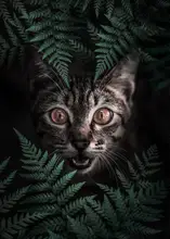 Barizi, Al: Kitty Cat