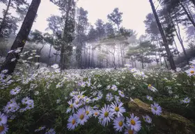 Seo, Tiger: Siberian Chrysanthemum Habitat