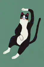 Dean, Little: Black and white cat