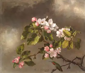 Heade, Martin Johnson: Hummingbird and Apple Blossoms