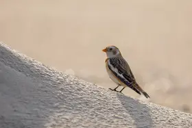 Keizer, Annie: Little bird in the sand dunes.