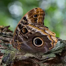 Zimmermann, Urs: caligo memnon