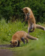 Huang, Johnson: Red fox