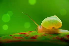 Tsai, MingLun: Leptopoma nitidum