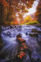 Seo, Tiger: Autumn Scent