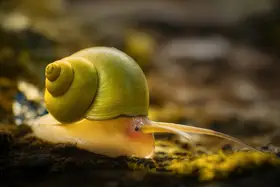 Tsai, MingLun: Leptopoma nitidum