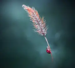 Saluja, Atul: Higher ground