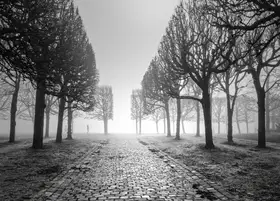 Dupont, Isabelle: Trees in winter