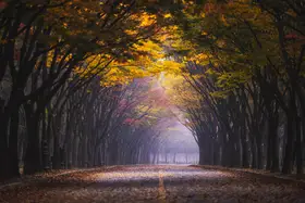 Seo, Tiger: Autumn morning