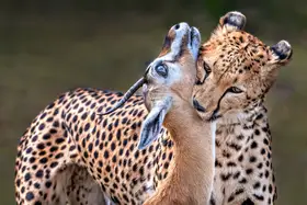 Ortega, Xavier: Cheetah with gazelle