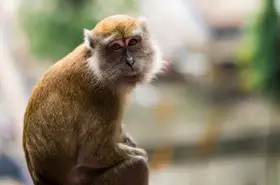 Constantin, Daniel Voinea: Angel or demon eyes ?