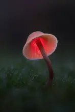 Uddin, Kutub: Light painting on a Mushroom
