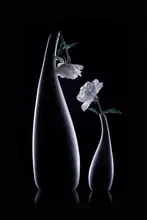 Jacobs, Lydia: Talking Roses
