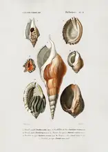 Orbigny, Charles Dessalines: Different Types of Mollusks