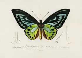 Orbigny, Charles Dessalines: Green Birdwing Butterfly