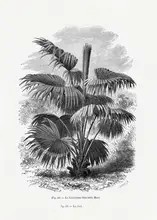 Histoire, Palmiers Les: Vintage Palm Tree Drawing Xii