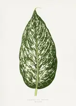 a, Plantes Les: Dieffenbachia Seguina Leaf Illustration