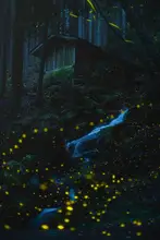 quan, van Vu: Dream forest