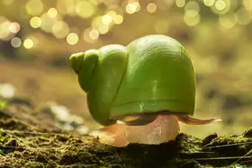 Tsai, MingLun: Leptopoma nitidum