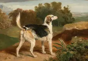 Ward, James: Ravager (one of Lambtonových dogs)