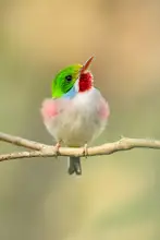 Zygmunt, Milan: Cuban tody