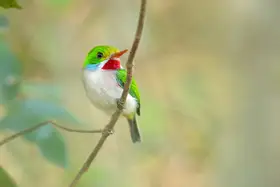 Zygmunt, Milan: Cuban tody