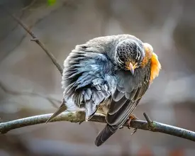 Cai, Xiao: American Robin