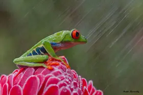 Mizrachy, Haim: RED EYES IN RAIN
