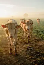 Sol, Anke: The cows say Hi