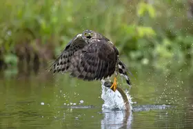 Lam, Gavin: Crested Goshawk