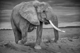 Khataw, Ali: Brute Force