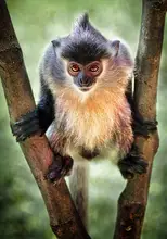 Davidson, Peter: Wild Borneo Silvered Langur